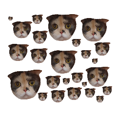 1199貓貓