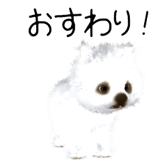 Pomeranian CG puppy.(white)
