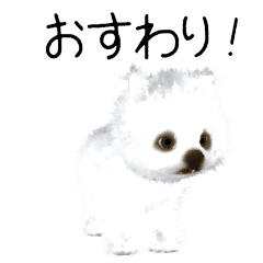 Pomeranian CG puppy.(white)