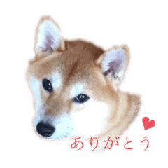 Shibainu(Mameshiba)Hanachan