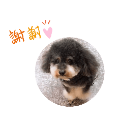 楓美毛小孩