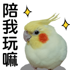 玄鳳鸚鵡奶雞-第一彈