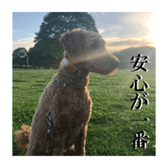 日本ペット公式【犬スタンプ】第一弾