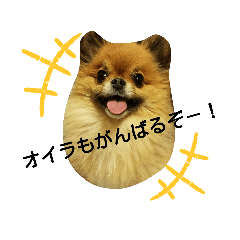 pon_20191002184939