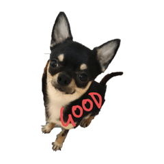 doggy3_20191002160522