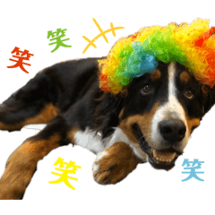 Funny Bernese Mountain Dog Kotaro