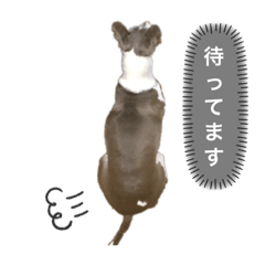 italian greyhound    ICHI's stamp