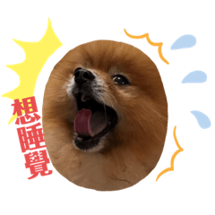 博美多多的日常