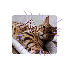 Toyo  cat!!