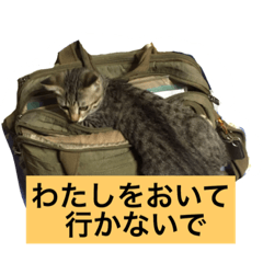 NEKOMARU_20191003163430