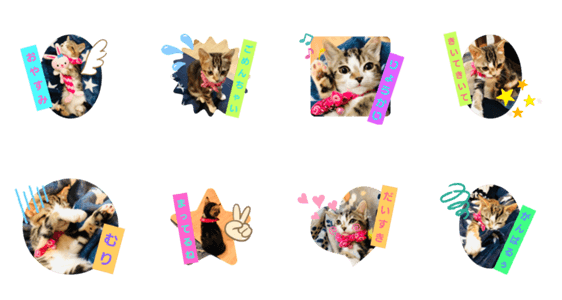 マンチカンのジェシー Lineクリエイターズスタンプ Stamplist