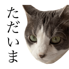 my cats are so lovely