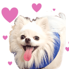 可愛いミックス犬ポメチーの日常会話 Line スタンプ Line Store 可愛いミックス犬ポメチーの日常会話 Line スタンプ Line Store