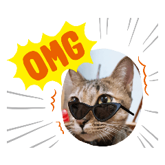 cat cat cat D