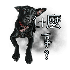 小母狗 歐輪