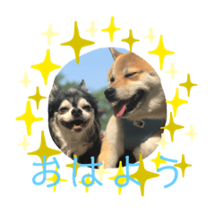 saya_chihuahua.shibainu