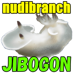 Cute [JIBOGON] sea slug(nudibranch) ENG