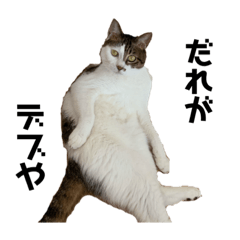 OMOCHI_what  a pretty cat_