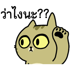 The cat's slave Sinko แมวกวนจากไต้หวัน