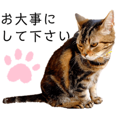 Ringo_20191004215644