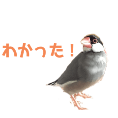 ayawa_20191004223907