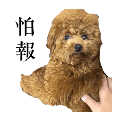 全集中的妞妞