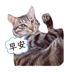 兩隻貓的生活
