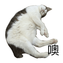 喵_喵_