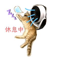 萌萌貓手作2