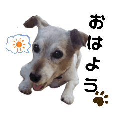 日常挨拶スタンプ ジャックラッセルテリア Lineクリエイターズスタンプ Stamplist 日常挨拶スタンプ ジャックラッセルテリア Lineクリエイターズスタンプ Stamplist