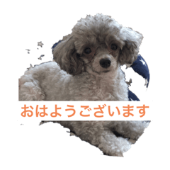 シルバーのトイプードルくぅちゃん Line スタンプ Line Store