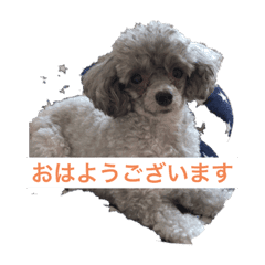 シルバーのトイプードルくぅちゃん Line スタンプ Line Store シルバーのトイプードルくぅちゃん Line スタンプ Line Store