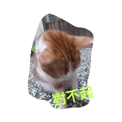 洪家的貓咪