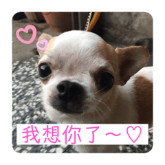 喜多QQ大亂鬥