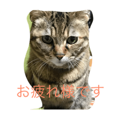 Miyabi_20191005203623