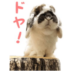 rabbit sticker mofuo [part3]