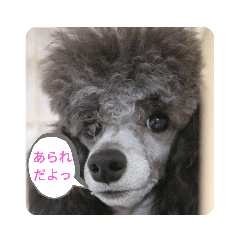 ミニチュアプードルのあられちゃん