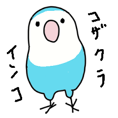 コロコロコザクラインコちゃん