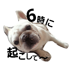 FrenchBulldog_anko&komugi