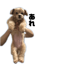 pon_20191006022413
