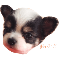 chi_20191006000344
