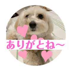 maron_nobuo
