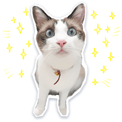 Expressive Cat Photo Sticker