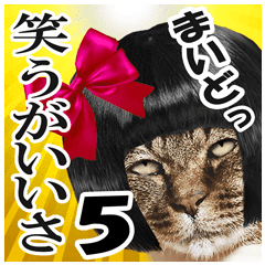 リアルキジトラ 笑える猫写真5 Line スタンプ Line Store リアルキジトラ 笑える猫写真5 Line スタンプ Line Store