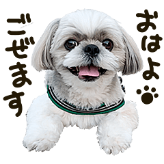 Shih tzu dog tempo photo sticker