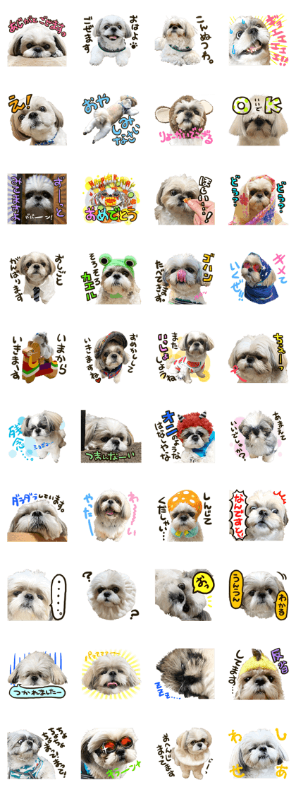 スタンプ無料get シーズー犬あうんのてんぽの写真スタンプ01 Stampick スタンピック