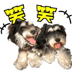 Miniature Schnauzer Rune and Owl No.1