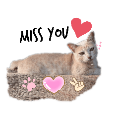 Nice Cat Stickers Thai