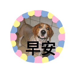 米米請安囉