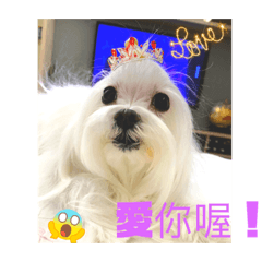cute六小福